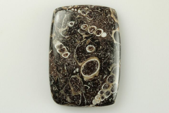 Polished Fossil Turritella Agate Cabochon - Wyoming #195225